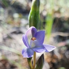 Thelymitra sp. at Acton, ACT - 4 Nov 2020