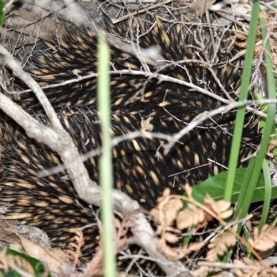 Tachyglossus aculeatus (Short-beaked Echidna) at Bournda Environment Education Centre - 4 Sep 2020 by RossMannell