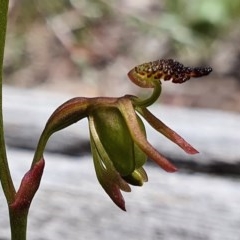 Caleana minor (Small Duck Orchid) at Downer, ACT - 4 Nov 2020 by shoko