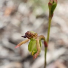 Caleana minor at Downer, ACT - 4 Nov 2020