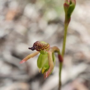 Caleana minor at Downer, ACT - 4 Nov 2020