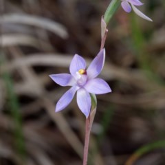 Thelymitra sp. (A Sun Orchid) at Kaleen, ACT - 4 Nov 2020 by DPRees125