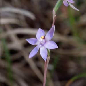 Thelymitra sp. at Kaleen, ACT - 4 Nov 2020