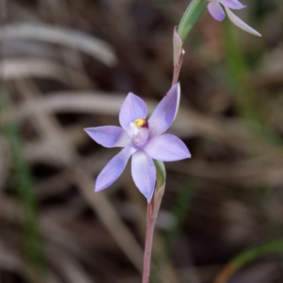 Thelymitra sp. (A Sun Orchid) at Gungaderra Grasslands - 4 Nov 2020 by DPRees125