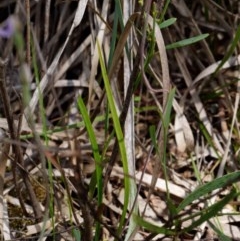 Thelymitra sp. at Kaleen, ACT - 4 Nov 2020