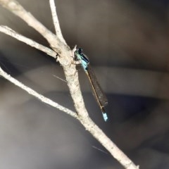 Ischnura heterosticta (Common Bluetail Damselfly) at Bournda National Park - 28 Sep 2020 by RossMannell