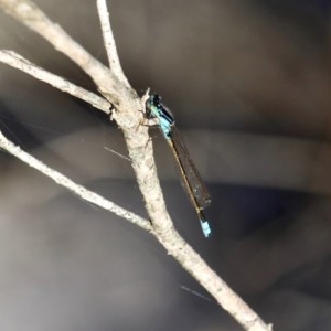 Ischnura heterosticta at Bournda Environment Education Centre - 28 Sep 2020