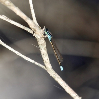 Ischnura heterosticta (Common Bluetail Damselfly) at Bournda Environment Education Centre - 28 Sep 2020 by RossMannell