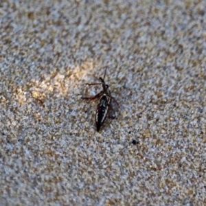 Rhinotia sp. (genus) at Bournda, NSW - 27 Sep 2020