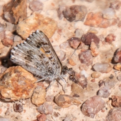 Lucia limbaria (Chequered Copper) at Kambah, ACT - 4 Nov 2020 by SWishart