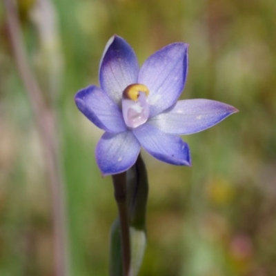 Thelymitra pauciflora (Slender Sun Orchid) at Gungaderra Grasslands - 4 Nov 2020 by DPRees125