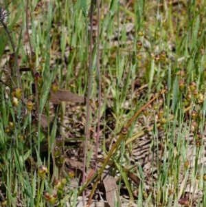 Thelymitra pauciflora at Kaleen, ACT - 4 Nov 2020