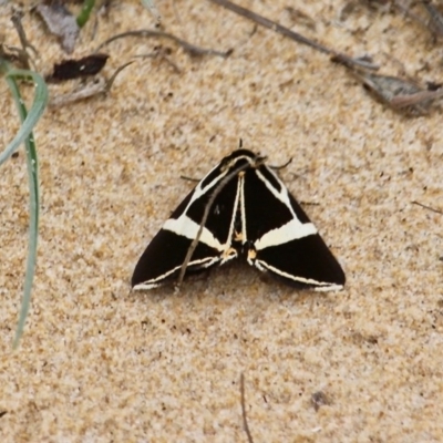 Fodina ostorius (Fodina ostorius) at Bournda National Park - 17 Oct 2020 by RossMannell