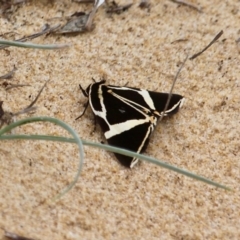 Fodina ostorius at Bournda, NSW - 17 Oct 2020