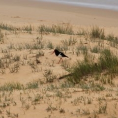 Haematopus longirostris (Australian Pied Oystercatcher) at Bournda National Park - 17 Oct 2020 by RossMannell