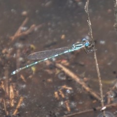 Austrolestes leda (Wandering Ringtail) at Tuggeranong DC, ACT - 4 Nov 2020 by SWishart