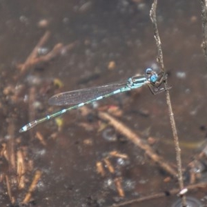 Austrolestes leda at Tuggeranong DC, ACT - 4 Nov 2020