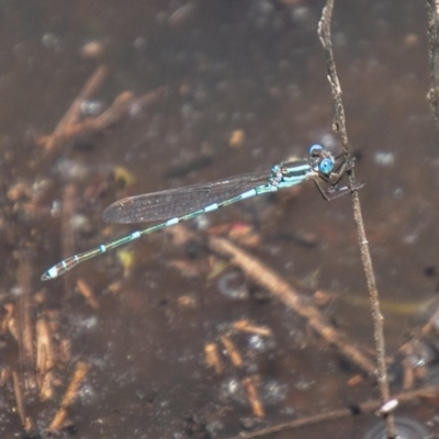 Austrolestes leda (Wandering Ringtail) at McQuoids Hill - 3 Nov 2020 by SWishart