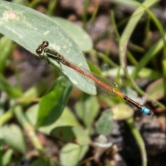 Ischnura aurora (Aurora Bluetail) at Tuggeranong DC, ACT - 4 Nov 2020 by SWishart