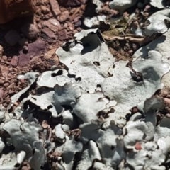 Lichen - foliose at Crace Grasslands - 4 Nov 2020 by tpreston