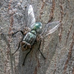 Tachinidae (family) (Unidentified Bristle fly) at McQuoids Hill - 4 Nov 2020 by SWishart