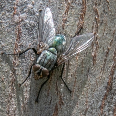 Tachinidae (family) (Unidentified Bristle fly) at Tuggeranong DC, ACT - 4 Nov 2020 by SWishart