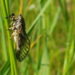 Myopsalta waterhousei (Smoky Buzzer) at Crace Grasslands - 4 Nov 2020 by tpreston