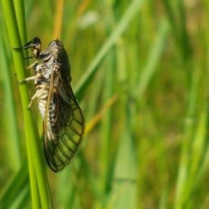 Myopsalta waterhousei at Mitchell, ACT - 4 Nov 2020