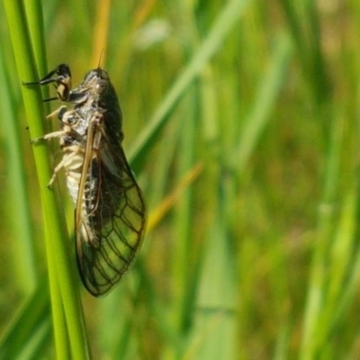 Myopsalta waterhousei (Smoky Buzzer) at Crace Grasslands - 4 Nov 2020 by tpreston