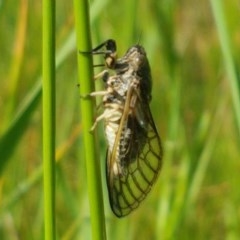 Myopsalta waterhousei at Mitchell, ACT - 4 Nov 2020