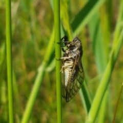 Myopsalta waterhousei at Mitchell, ACT - 4 Nov 2020