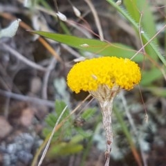 Leptorhynchos squamatus (Scaly Buttons) at Mitchell, ACT - 4 Nov 2020 by tpreston