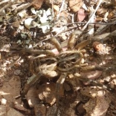 Tasmanicosa sp. (genus) (Unidentified Tasmanicosa wolf spider) at Crace Grasslands - 4 Nov 2020 by tpreston