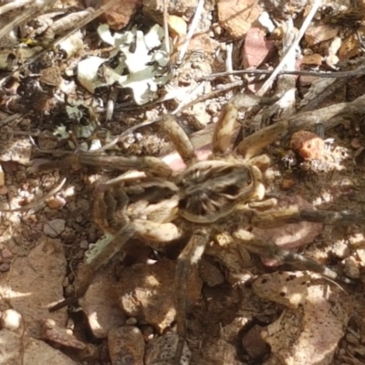 Tasmanicosa sp. (genus) (Unidentified Tasmanicosa wolf spider) at Crace Grasslands - 4 Nov 2020 by tpreston