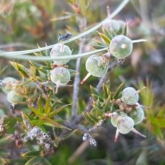 Lissanthe strigosa subsp. subulata (Peach Heath) at Mitchell, ACT - 4 Nov 2020 by trevorpreston