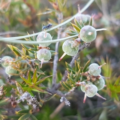 Lissanthe strigosa subsp. subulata (Peach Heath) at Crace Grasslands - 4 Nov 2020 by tpreston