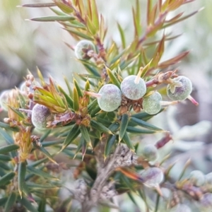 Lissanthe strigosa subsp. subulata at Mitchell, ACT - 4 Nov 2020