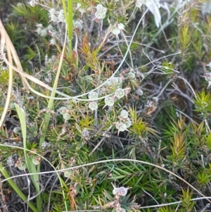 Lissanthe strigosa subsp. subulata at Mitchell, ACT - 4 Nov 2020
