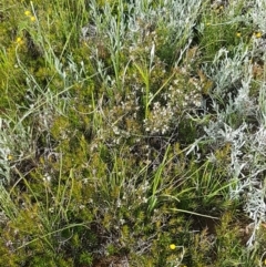 Lissanthe strigosa subsp. subulata at Mitchell, ACT - 4 Nov 2020