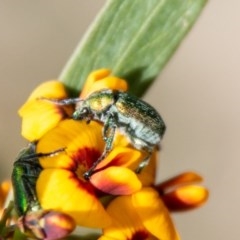 Diphucephala sp. (genus) (Green Scarab Beetle) at Cotter River, ACT - 29 Oct 2020 by SWishart