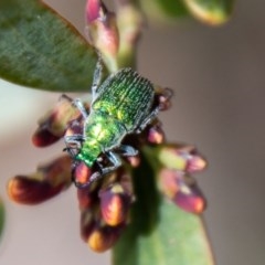 Diphucephala sp. (genus) at Cotter River, ACT - 30 Oct 2020