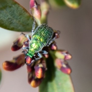 Diphucephala sp. (genus) at Cotter River, ACT - 30 Oct 2020