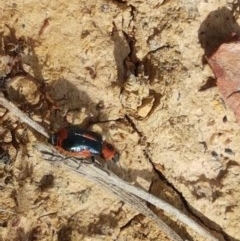 Dicranolaius villosus (Melyrid flower beetle) at Crace Grasslands - 4 Nov 2020 by tpreston