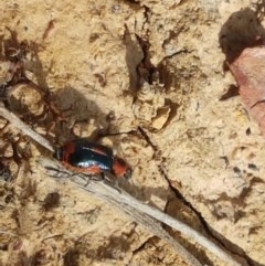 Dicranolaius villosus (Melyrid flower beetle) at Mitchell, ACT - 4 Nov 2020 by trevorpreston