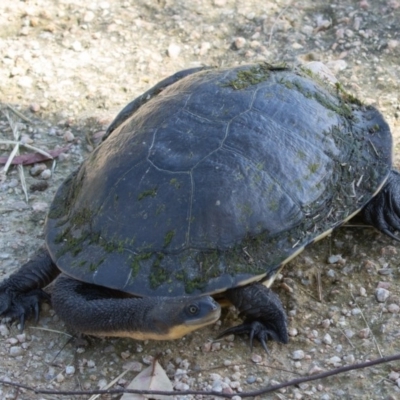 Chelodina longicollis (Eastern Long-necked Turtle) at Fyshwick, ACT - 4 Nov 2020 by rawshorty