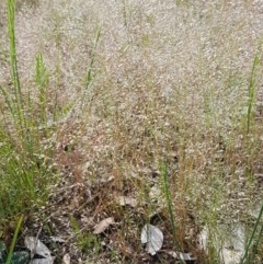 Aira elegantissima (Delicate Hairgrass) at Crace Grasslands - 4 Nov 2020 by tpreston