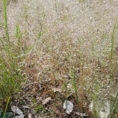 Aira elegantissima (Delicate Hairgrass) at Mitchell, ACT - 4 Nov 2020 by tpreston