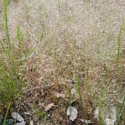 Aira elegantissima (Delicate Hairgrass) at Crace Grasslands - 4 Nov 2020 by tpreston