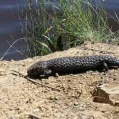 Tiliqua rugosa (Shingleback Lizard) at Gungahlin, ACT - 4 Nov 2020 by TrishGungahlin