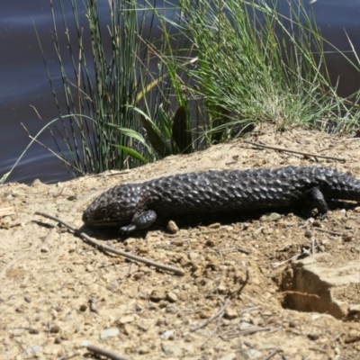 Tiliqua rugosa (Shingleback Lizard) at Yerrabi Pond - 4 Nov 2020 by TrishGungahlin